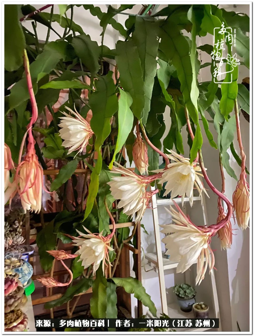 幸福就是珍惜当下所拥有的,珍惜当下所拥有的才是幸福的