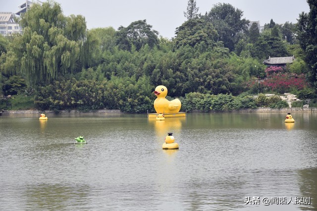 香港会展大黄鸭,香港大黄鸭最新消息
