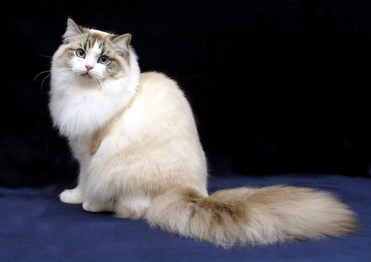 世界上最可爱的6种猫咪,世界上最可爱的三种猫咪