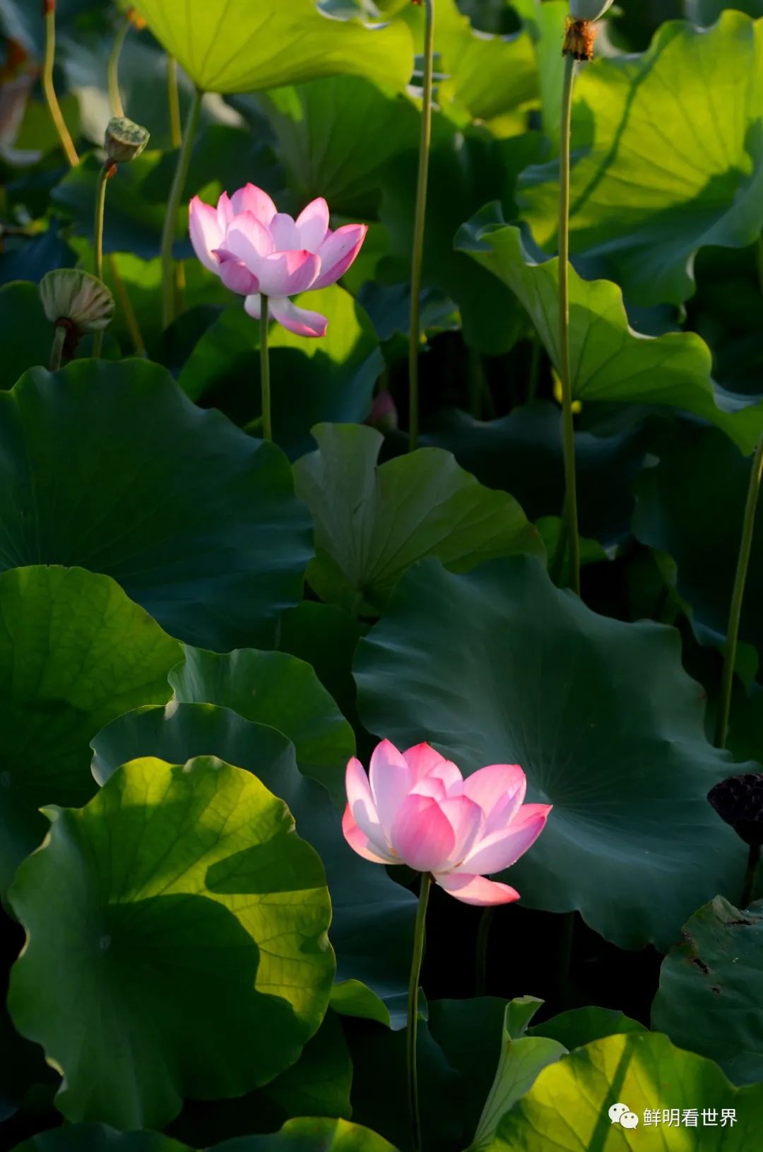 明心见性花开见佛,花开见佛碧水禅心