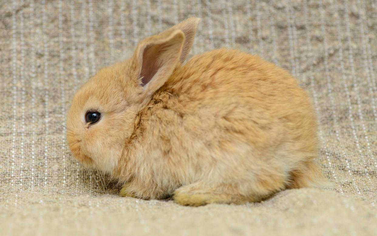 兔子打喷嚏偏方,兔子打喷嚏最佳治疗方法秋天