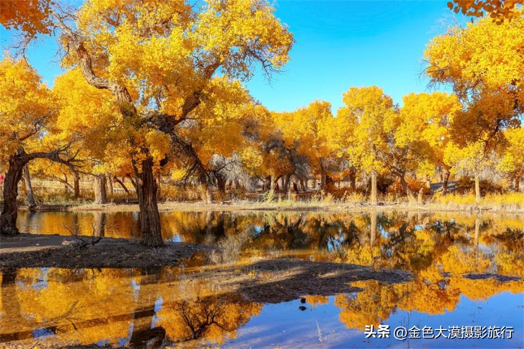 额济纳赏胡杨视频,赤峰额济纳赏胡杨