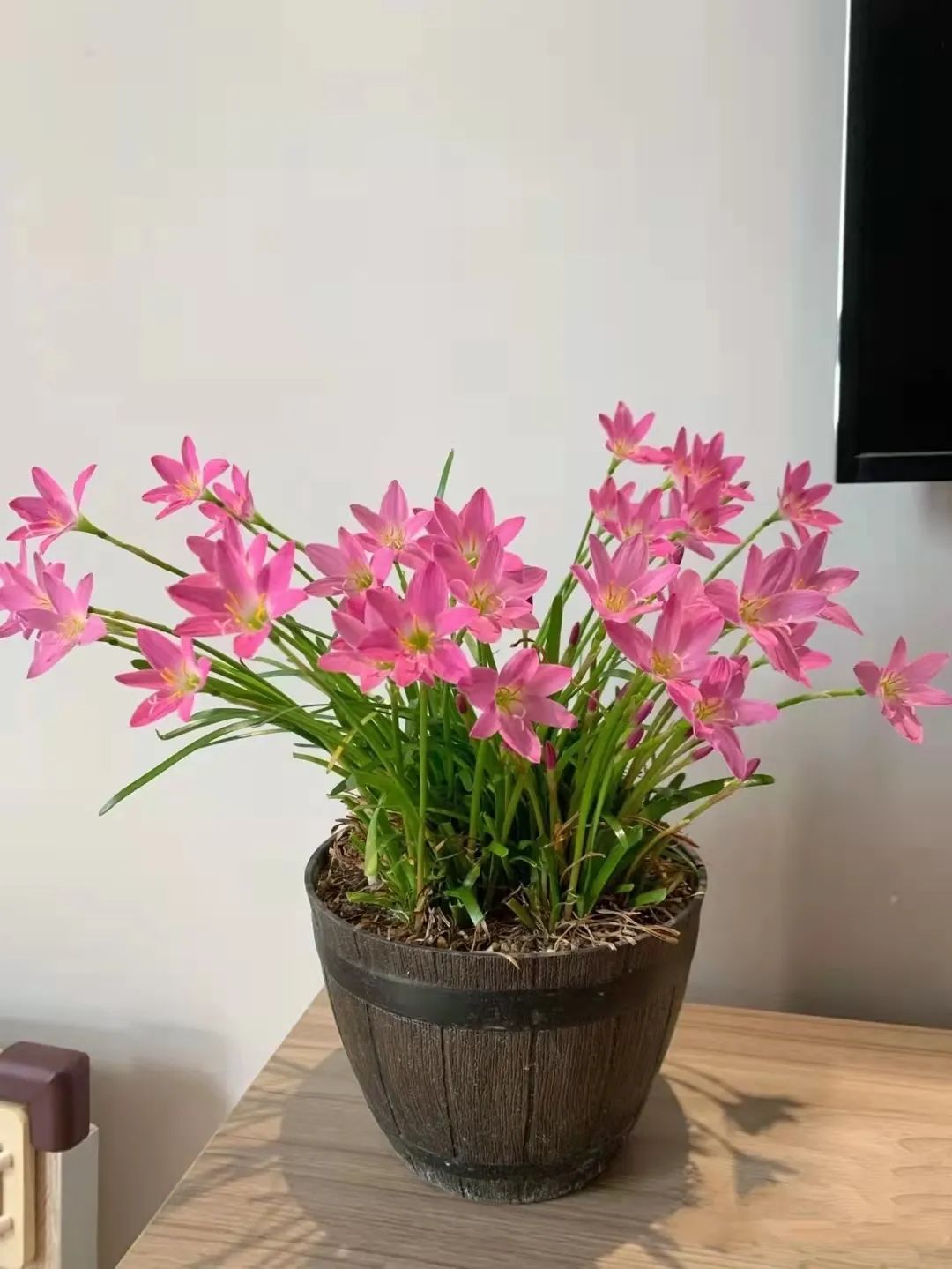 夏天养3种花，必须“心狠手辣”！风吹日晒多淋雨，呼呼开爆花！