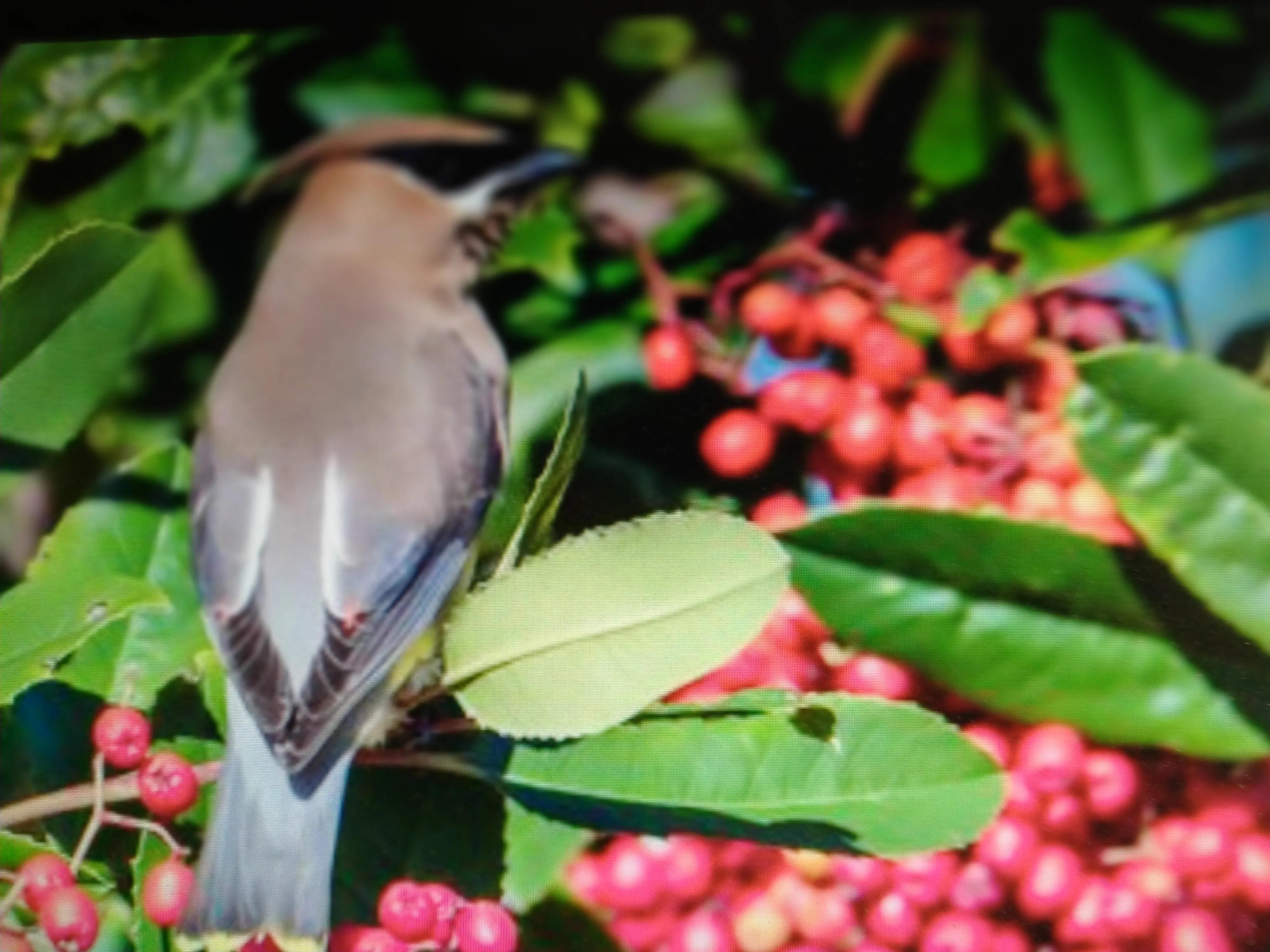 红叶石楠树1.5米,红叶石楠耐寒吗
