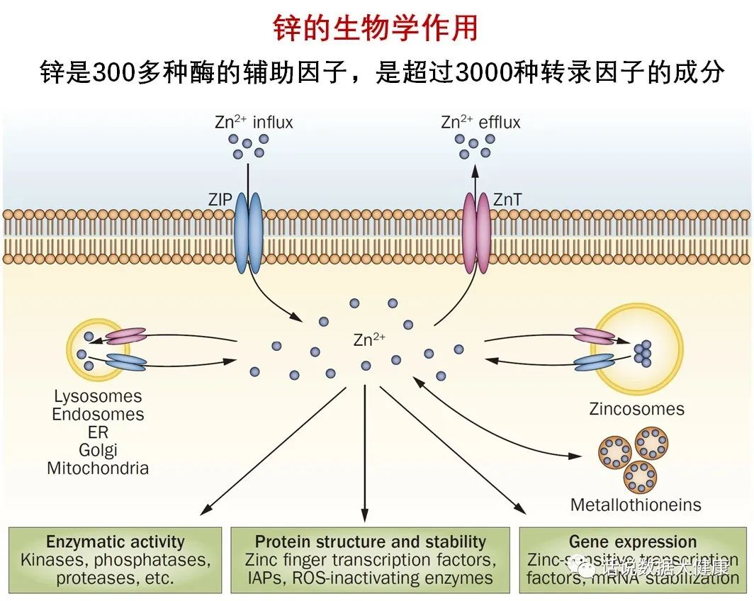 前列腺补锌,男性缺锌对前列腺有影响吗