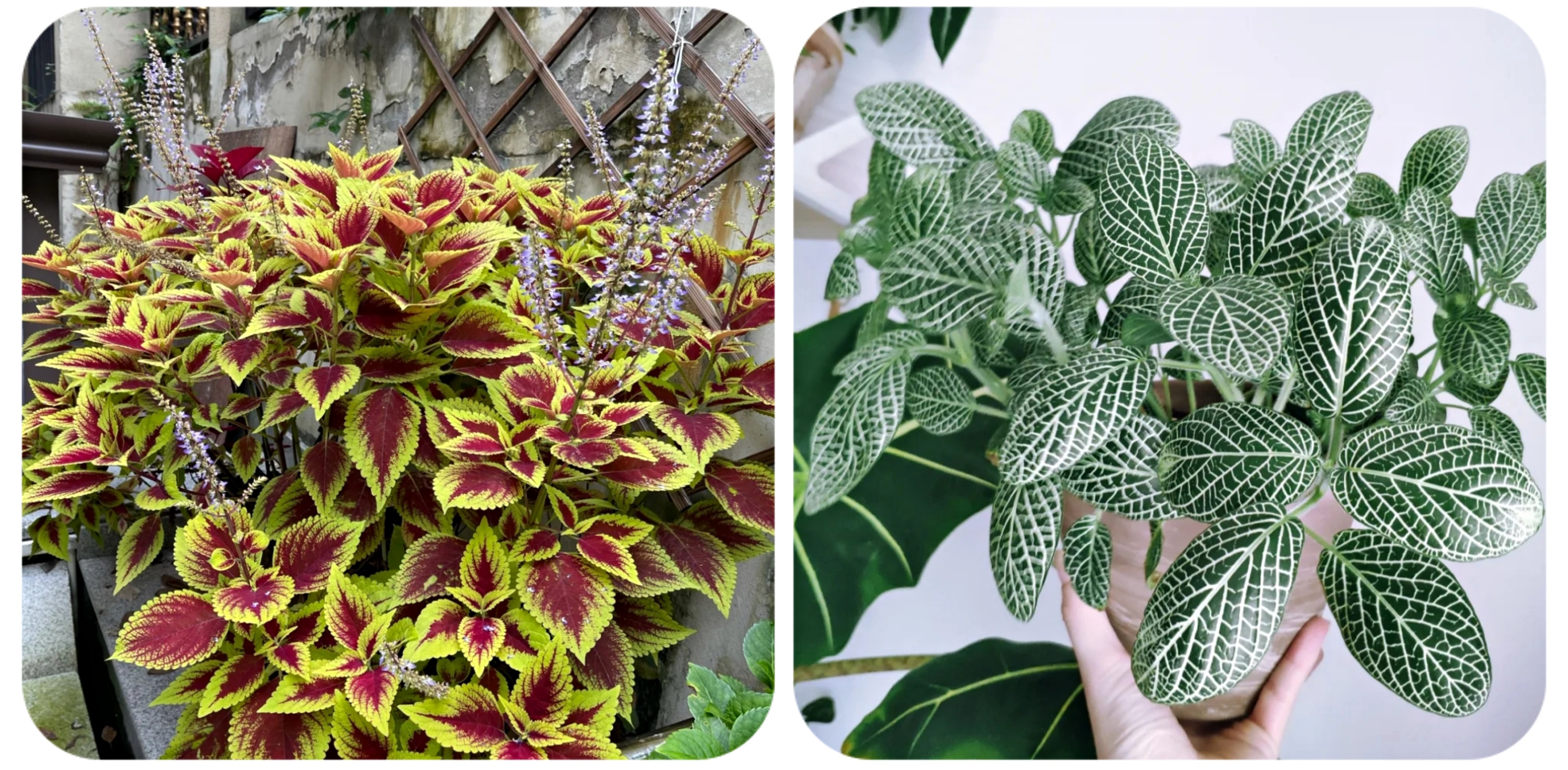 阳台上可以种什么蔬果,阳台上适合种的蔬果