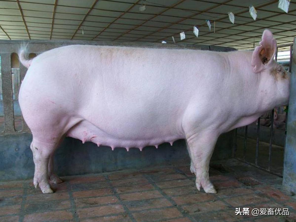 母猪预产期到不生产怎么办,母猪到预产期还没生产是什么原因