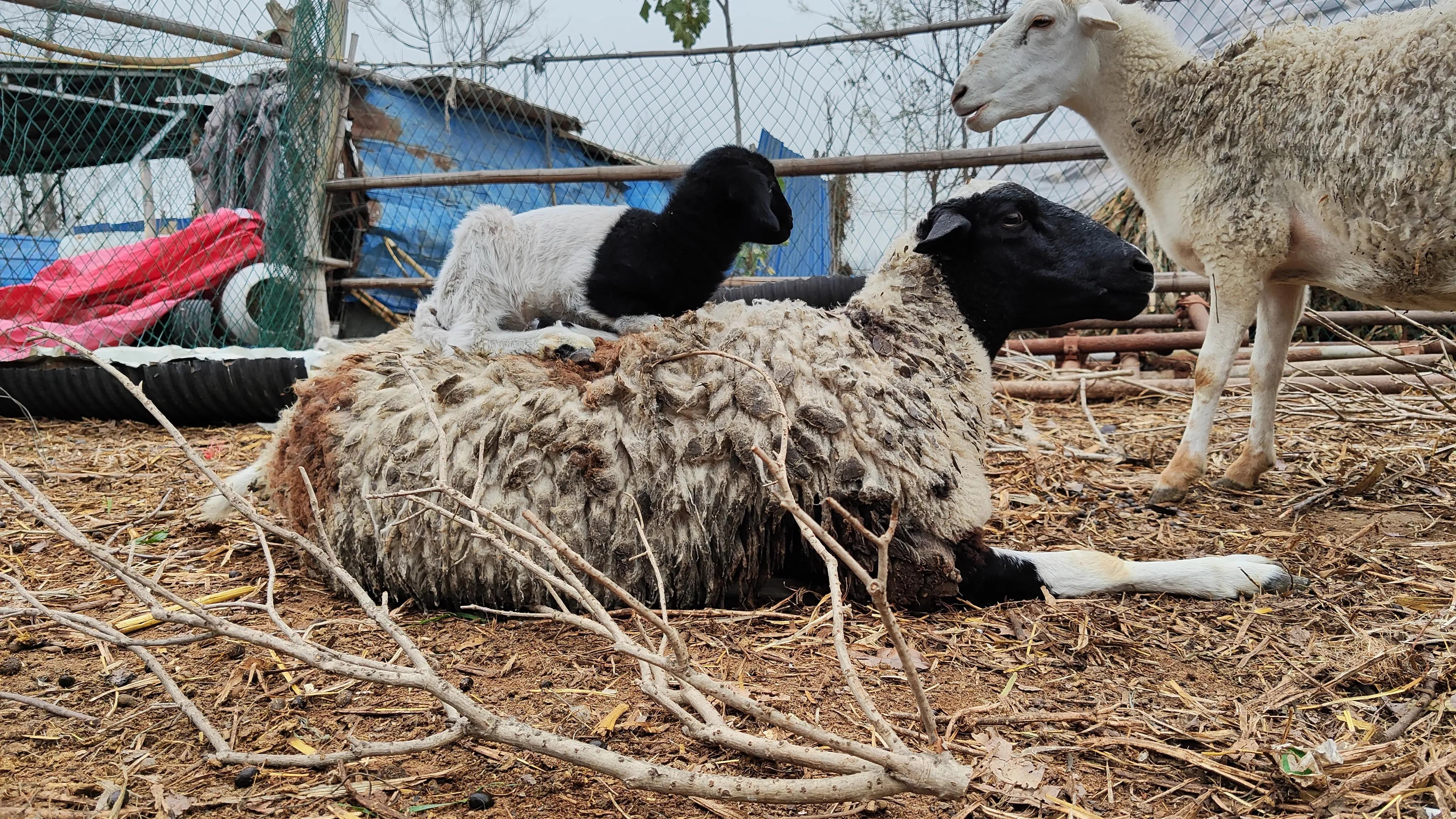 小羊长得慢咋回事,小羊长得最快的方法