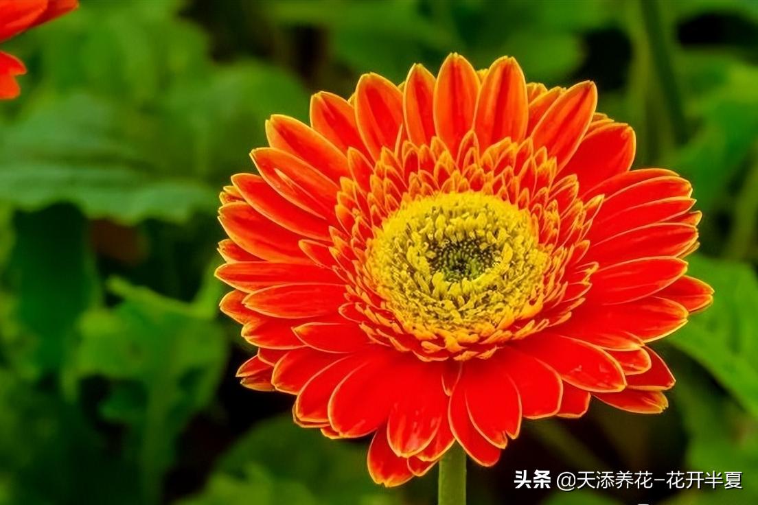 扶郎花的花语和寓意150字简介,扶郎花的花语和寓意