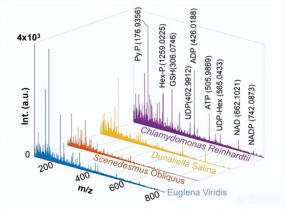 宠物狗容易出现的几种病况,宠物狗最容易得什么疾病