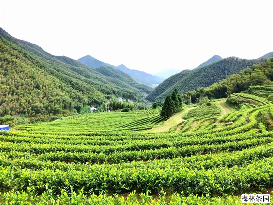 茗皇天然茶叶,茗皇天然茶业有限公司