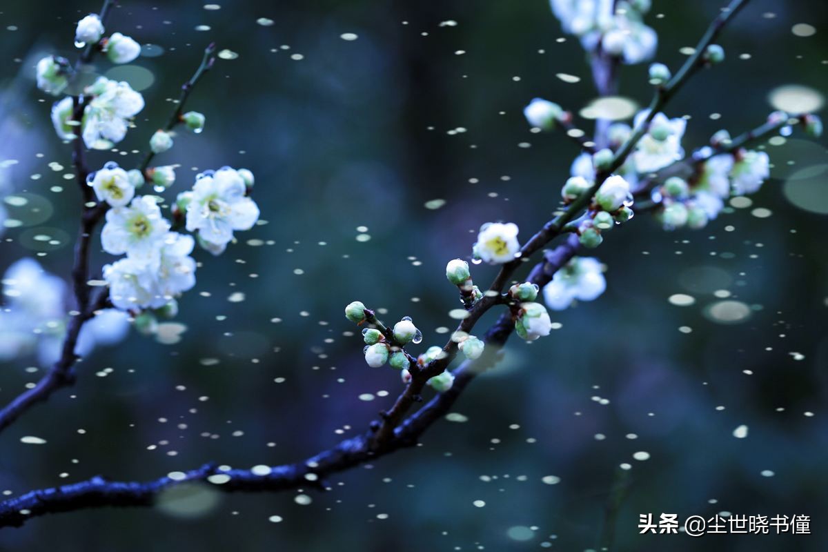 最经典十首梅花诗句唐代,高僧写梅花的诗