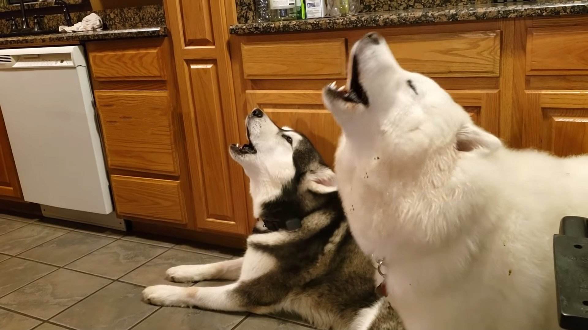 公狗的睾丸皮破了有生命危险吗,公狗只有一个蛋有什么危害