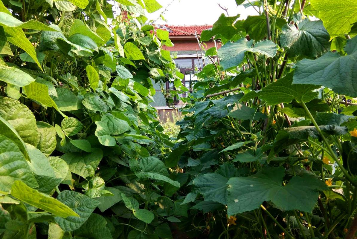 黄瓜苦味瓜的形成原因及防治方法,种植黄瓜口感涩怎么办