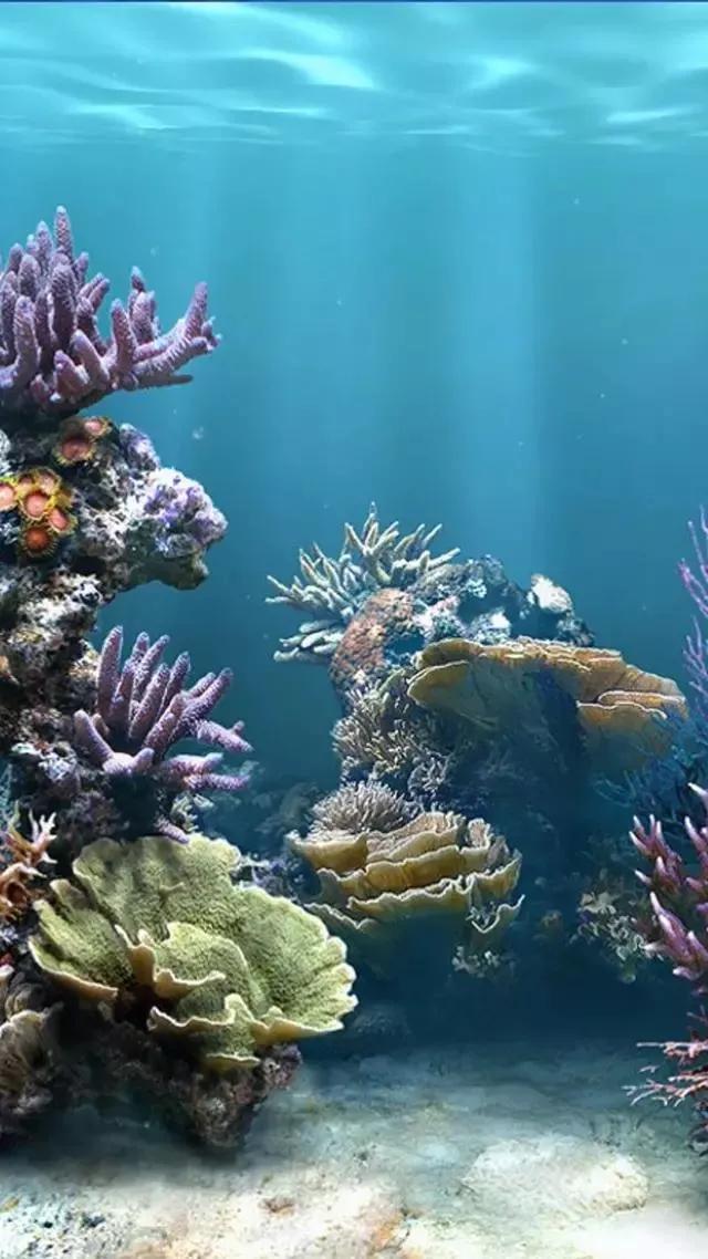 海底世界高清大图壁纸,手机动态海底世界鱼壁纸