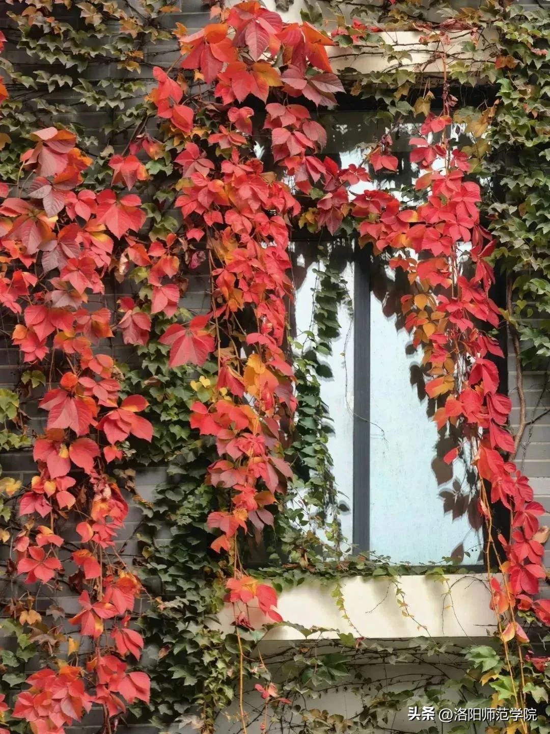 当洛师邂逅43种中国传统色……