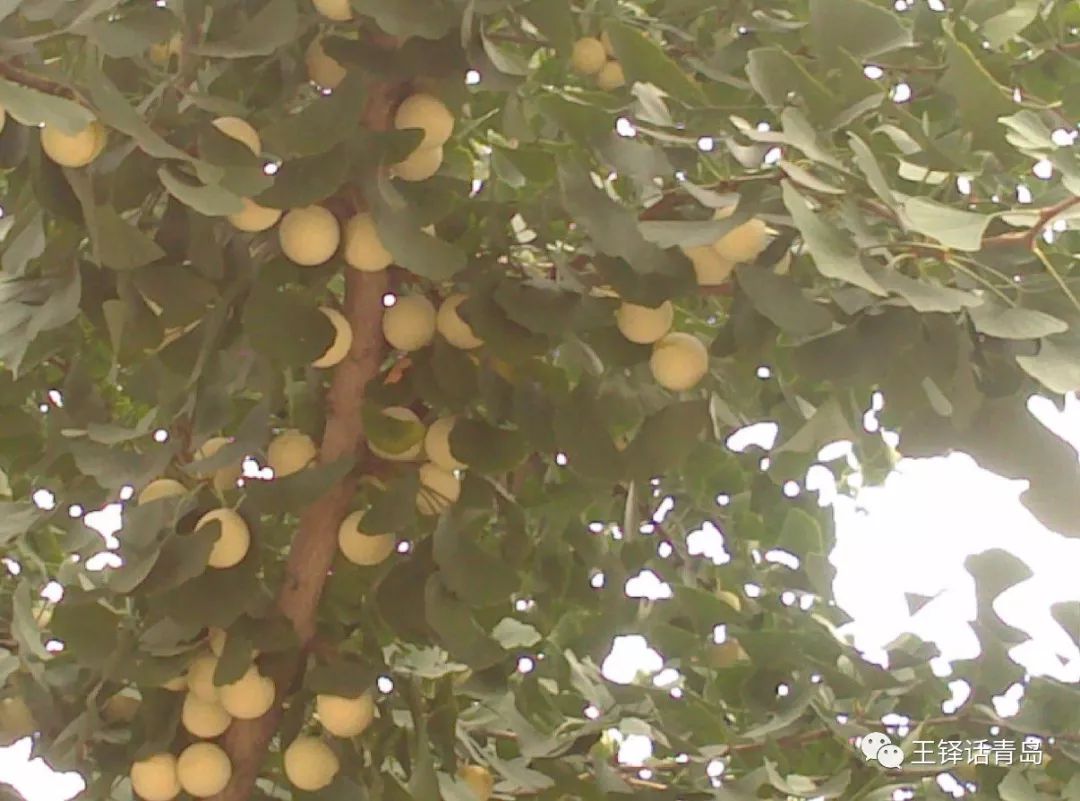 王铎回忆录《一蓑烟雨》219：十四、野性星空：从打棒球到剥白果