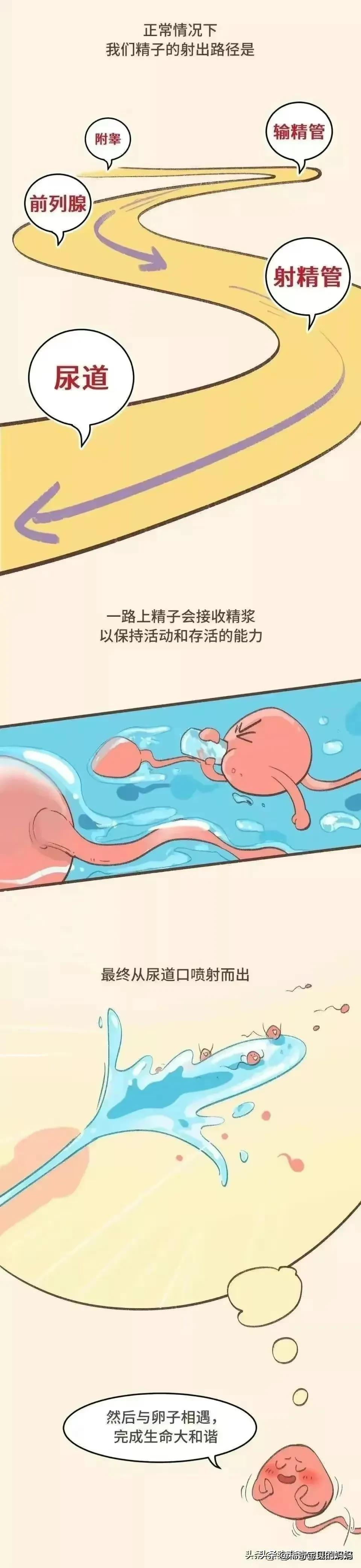 漫画：男女夫妻生活中，男人不*射内**到底能不能避孕？