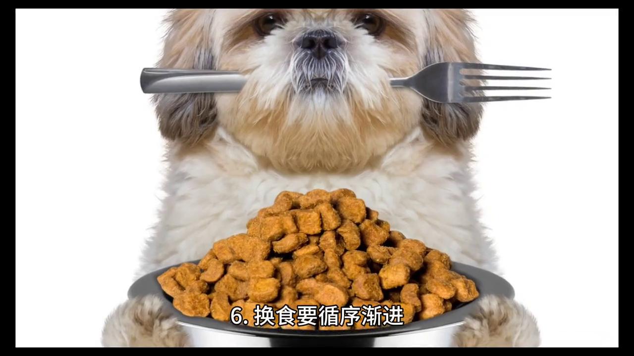 贵宾犬的饲养方法,贵宾犬幼犬怎么照顾