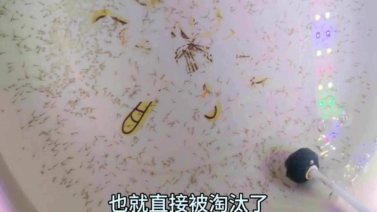 翻到相册里去年繁殖的视频，回忆一下~#繁殖