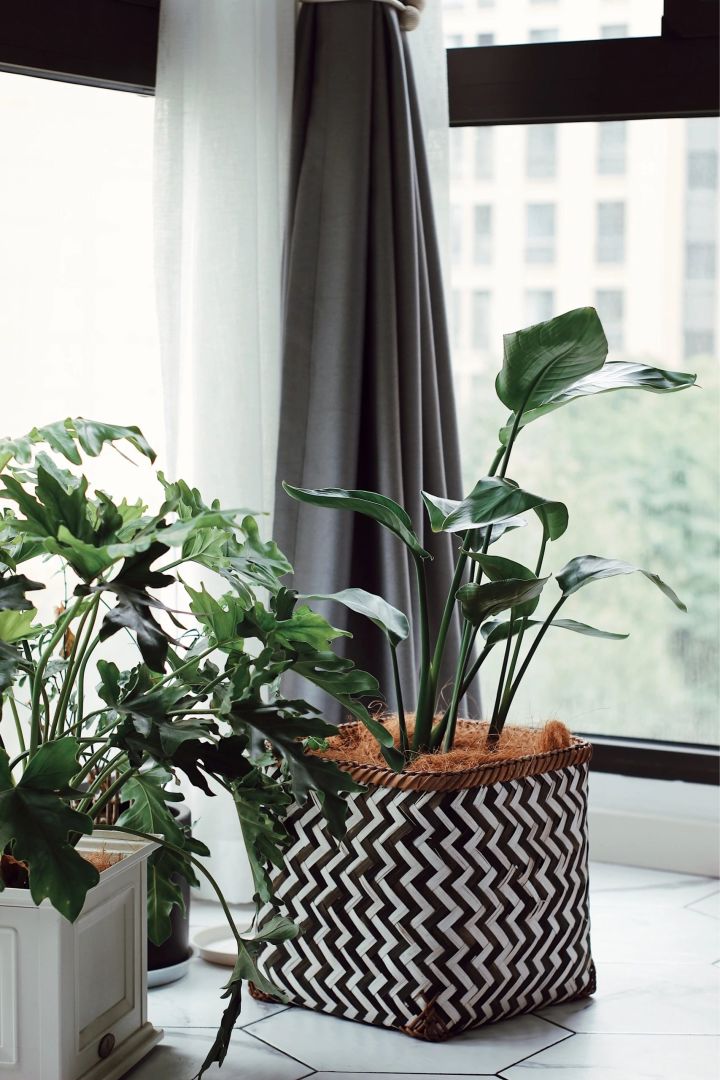 手残党也能养活的10种绿植,十种大家都在养易存活绿植