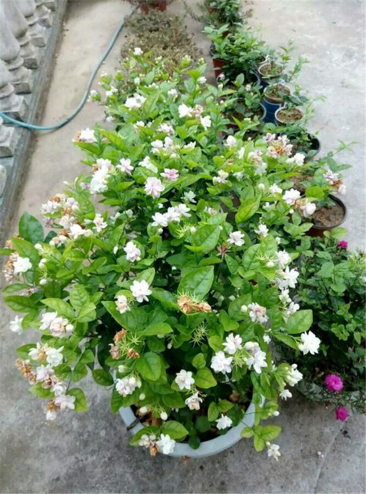 茉莉花怎么养迅速开花,茉莉花如何养开花不断
