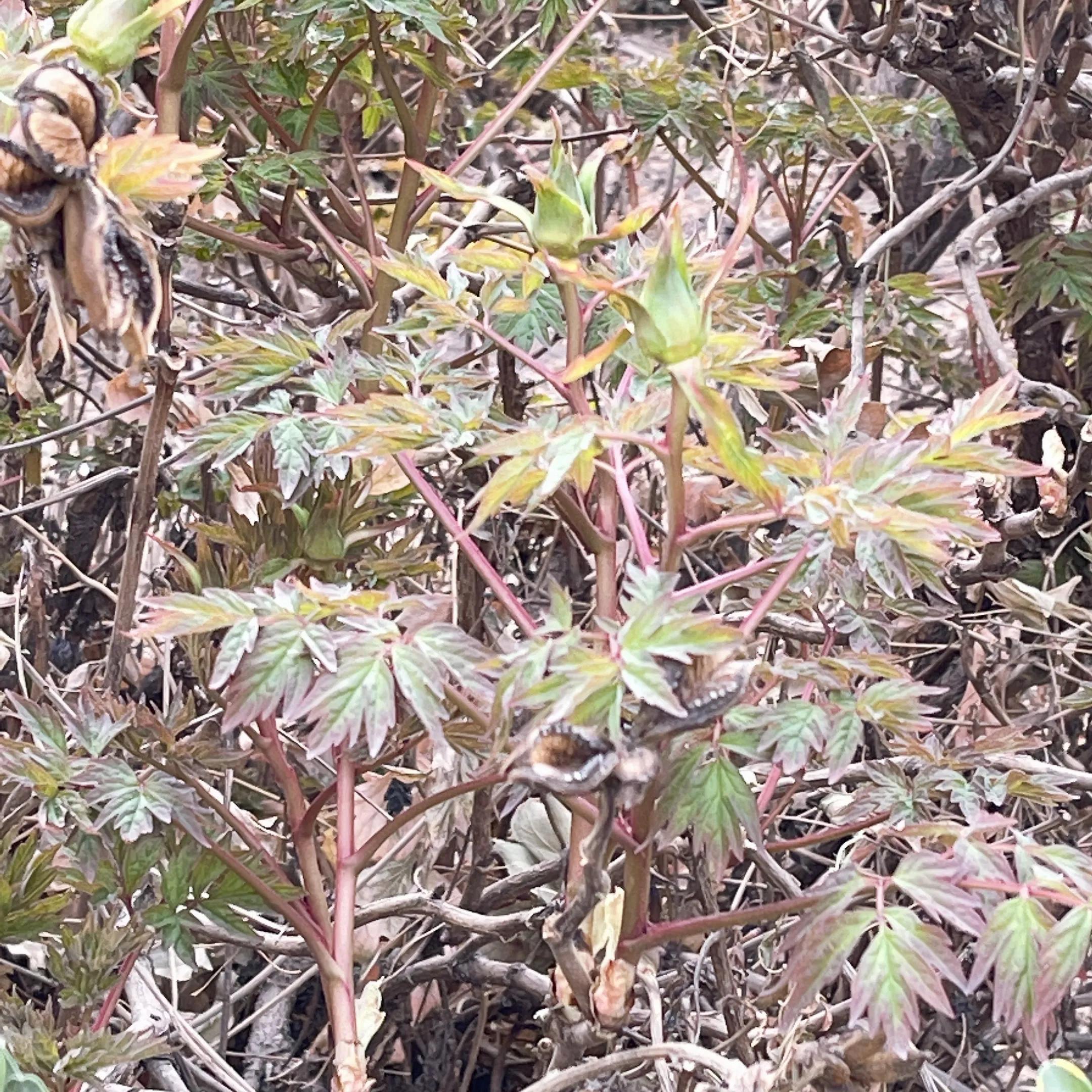 清明寄思亲风卷灰焰高仿佛遥感应远望寻安慰元姆