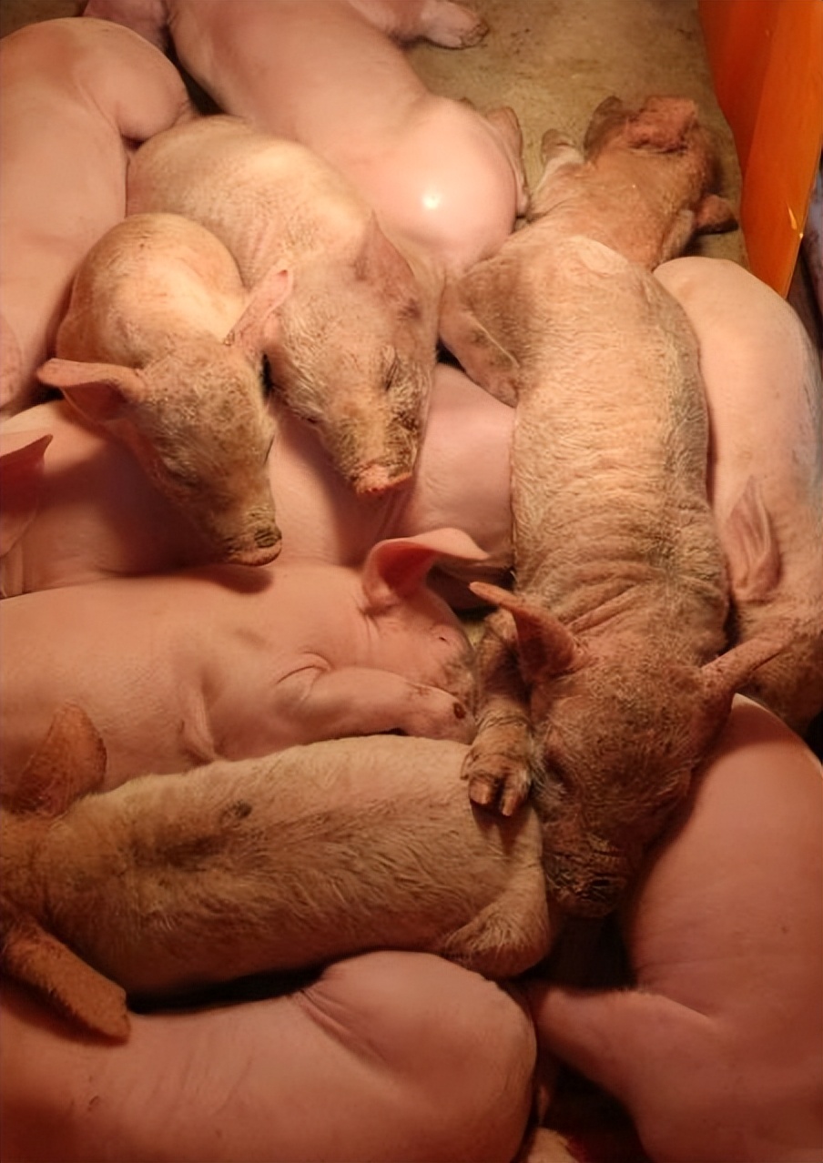 初生仔猪身上红斑是什么原因,仔猪得了渗出性皮炎治疗方法总结