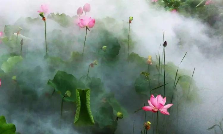 惊艳千年的“花之仙子”，唯美了整个夏天