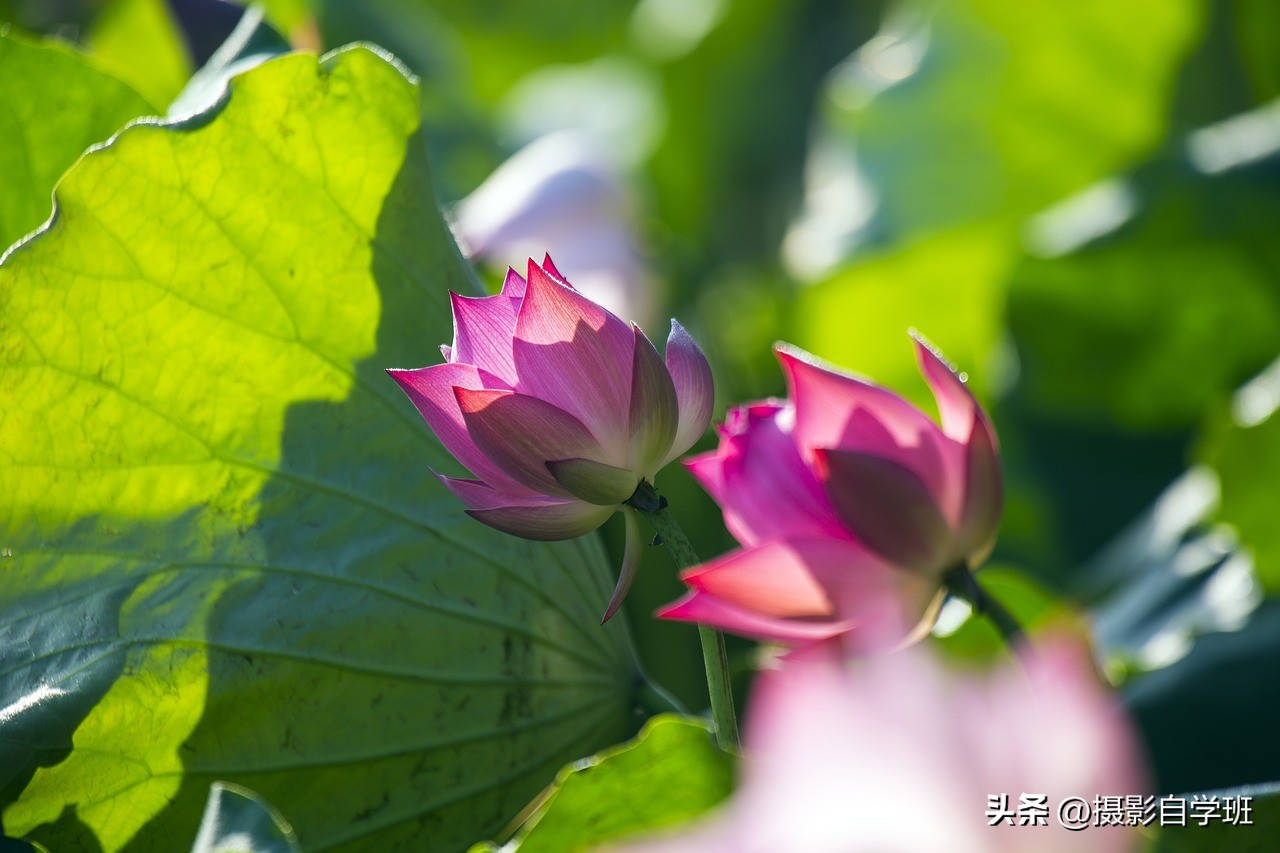 荷花摄影的拍摄方法和技巧,拍摄荷花摄影新手别犯这8个错误