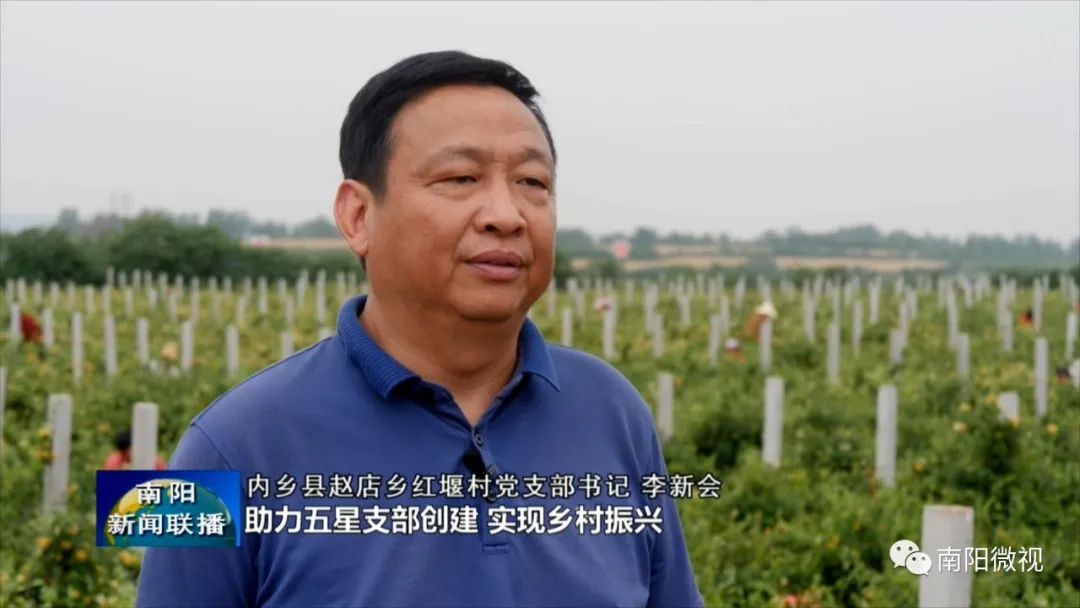 金银花带动乡村致富,金银花开出中药材产业致富良方