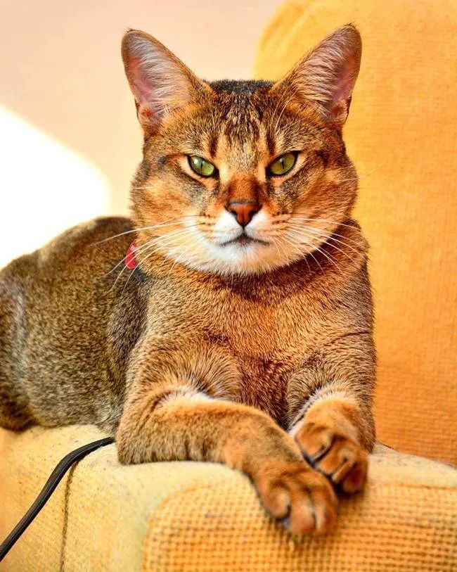 家猫常见的8个品种,常见的家猫都是什么品种