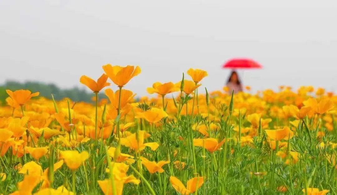 5·19幸福旅程从保山开始丨五一游腾冲,绝美栖花岭:天空之伞+千亩花海+粉色沙滩+福利