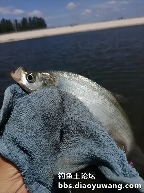 疯杀果香鲫，连竿上大翘