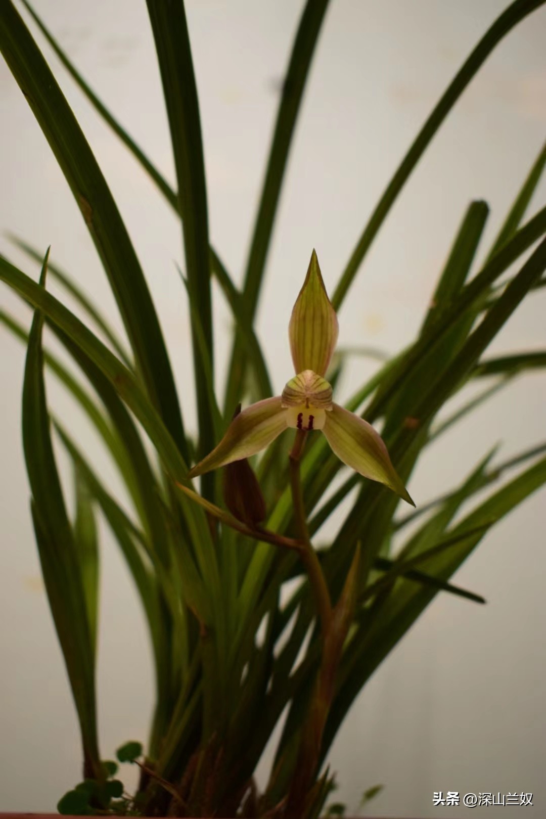 春剑兰怎么养护,春剑兰养殖技巧