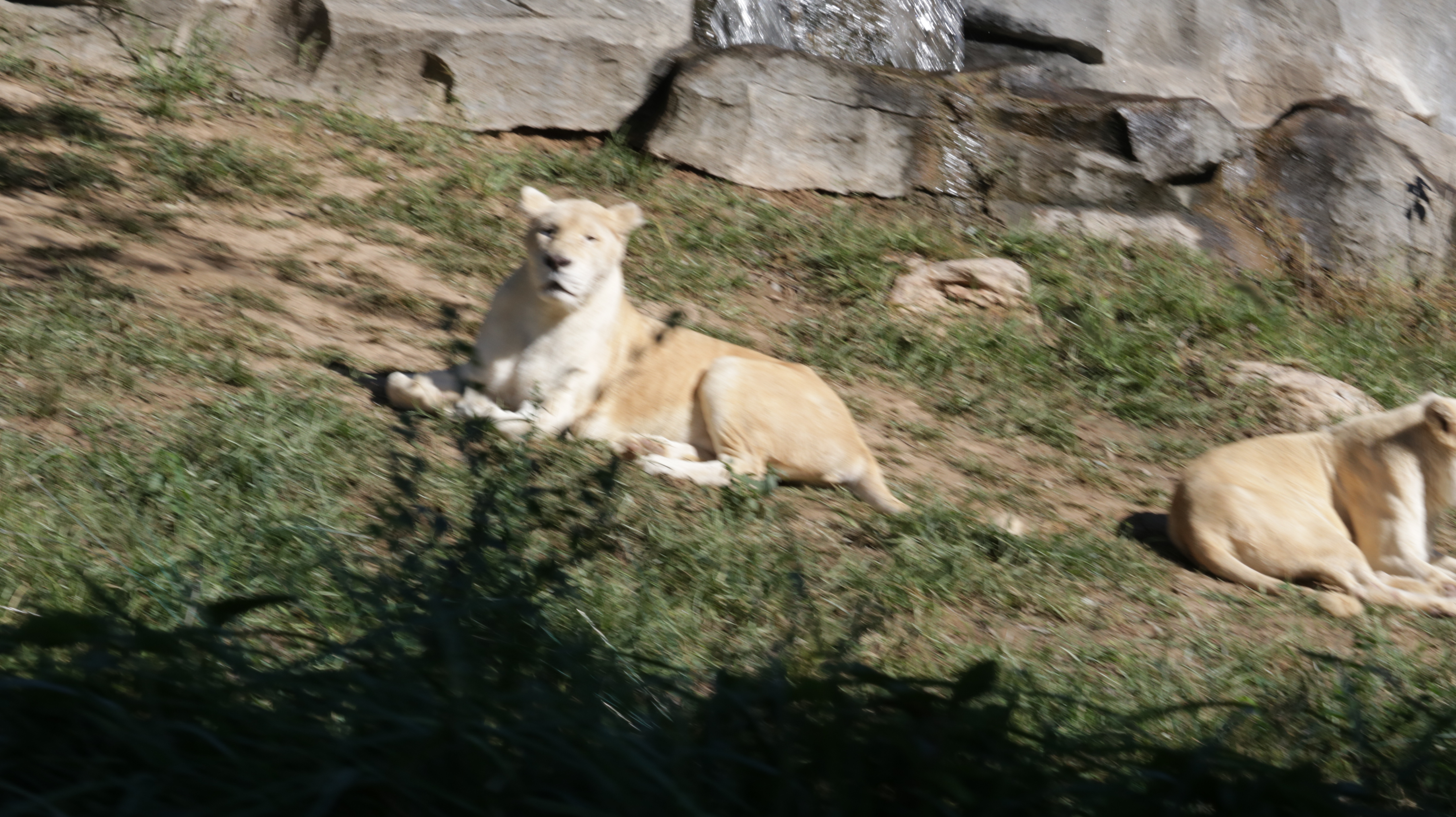 光发心语（F1-F85）：大师之道咏诵「2022年10月5日」#Friendship