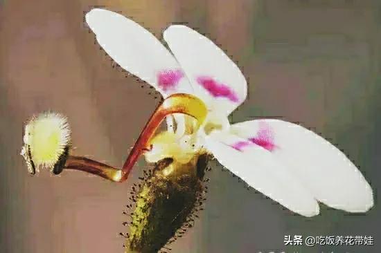 植物中的捕猎高手,植物界的捕猎大师