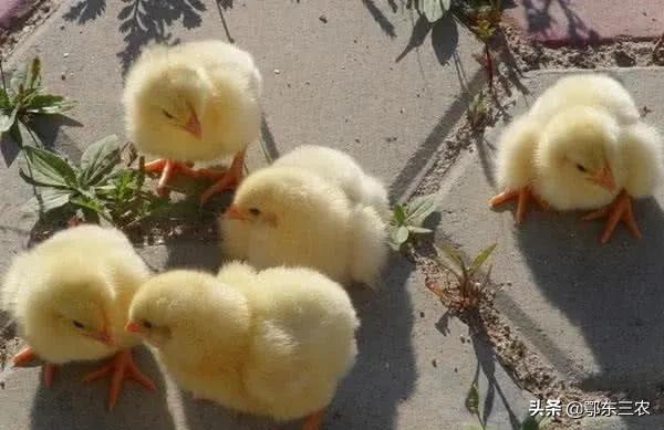 家里什么东西可以用来孵化小鸡,孵小鸡教程简单泡沫箱