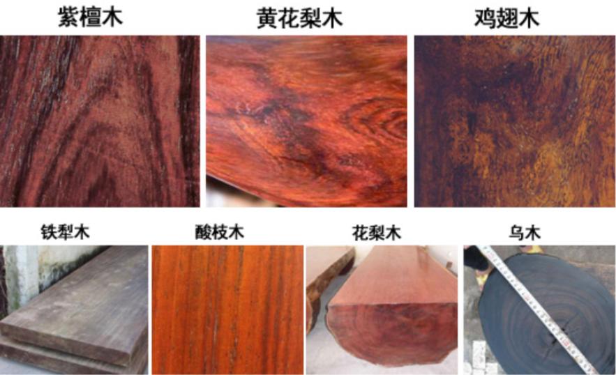 价值100万的金丝楠木为啥没人种植,金丝楠木种植三年价值多少