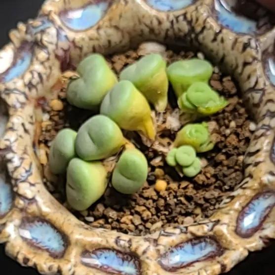 肉锥蜕皮要断水吗,肉锥什么时候蜕皮