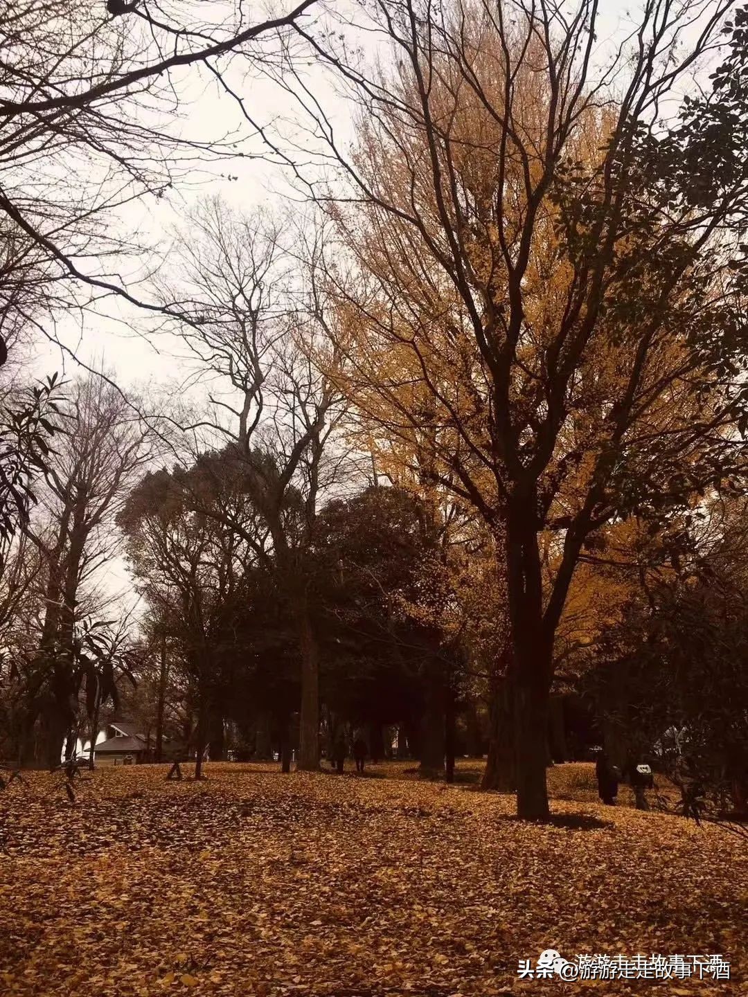 日本印象：樱花生活、排队文化、忠犬八公