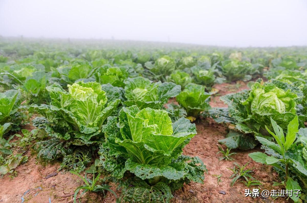 种植白菜什么时候施肥最好,白菜幼苗追肥方法视频