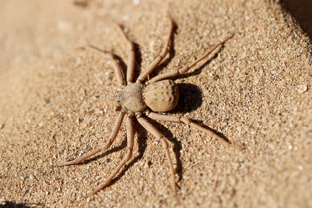蜘蛛毒液有哪些,蜘蛛毒液对男性有好处吗