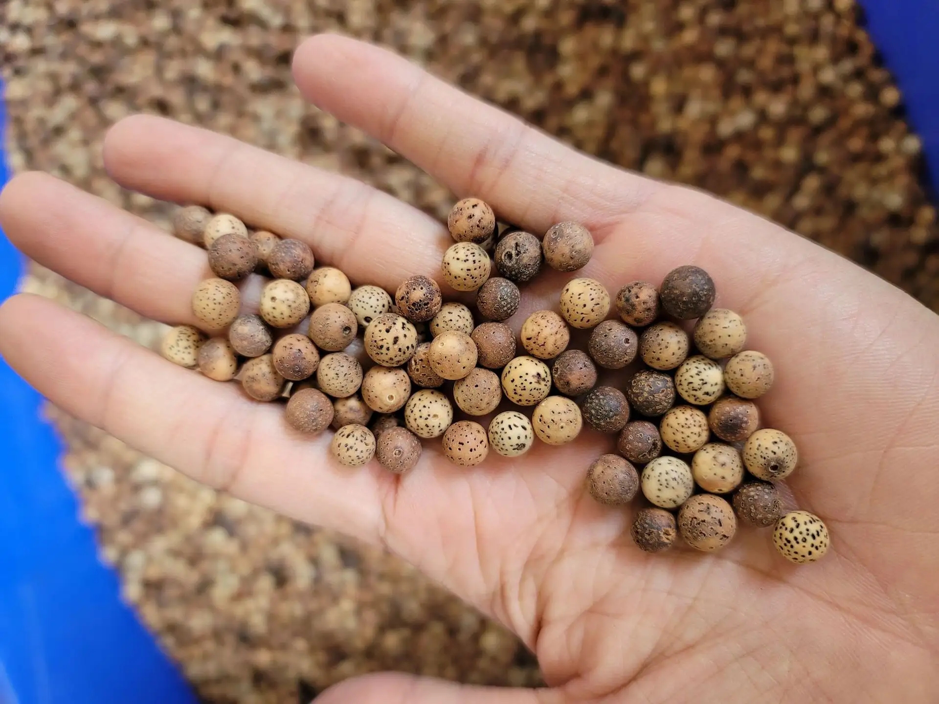 星月盘玩的几大误区,假星月菩提盘玩是什么样的