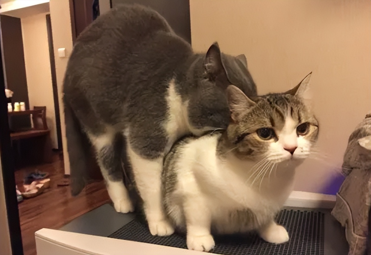 发情期猫咪夜夜笙歌怎么办？家里养猫的看过来，应对办法在这里