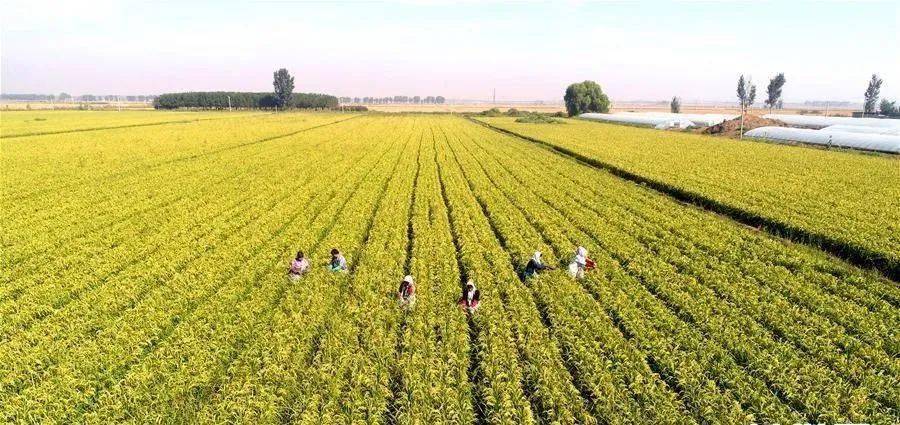 贫困地区农业发展现状,扶贫农业发展前景