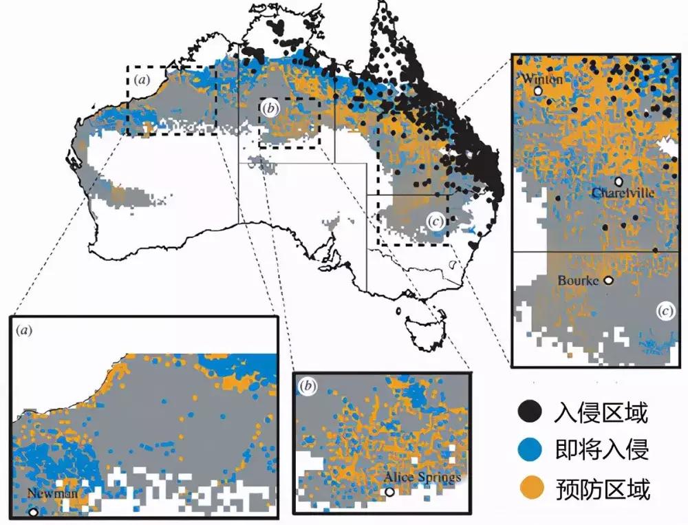 重口味！美国流行舔蟾蜍，致幻毒素堪比吸毒，澳洲狗子已上瘾