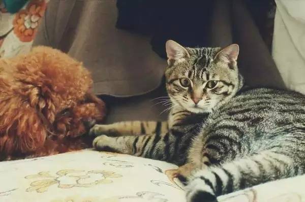 猫的灵性在于观察天地万物,什么颜色的猫最有灵性