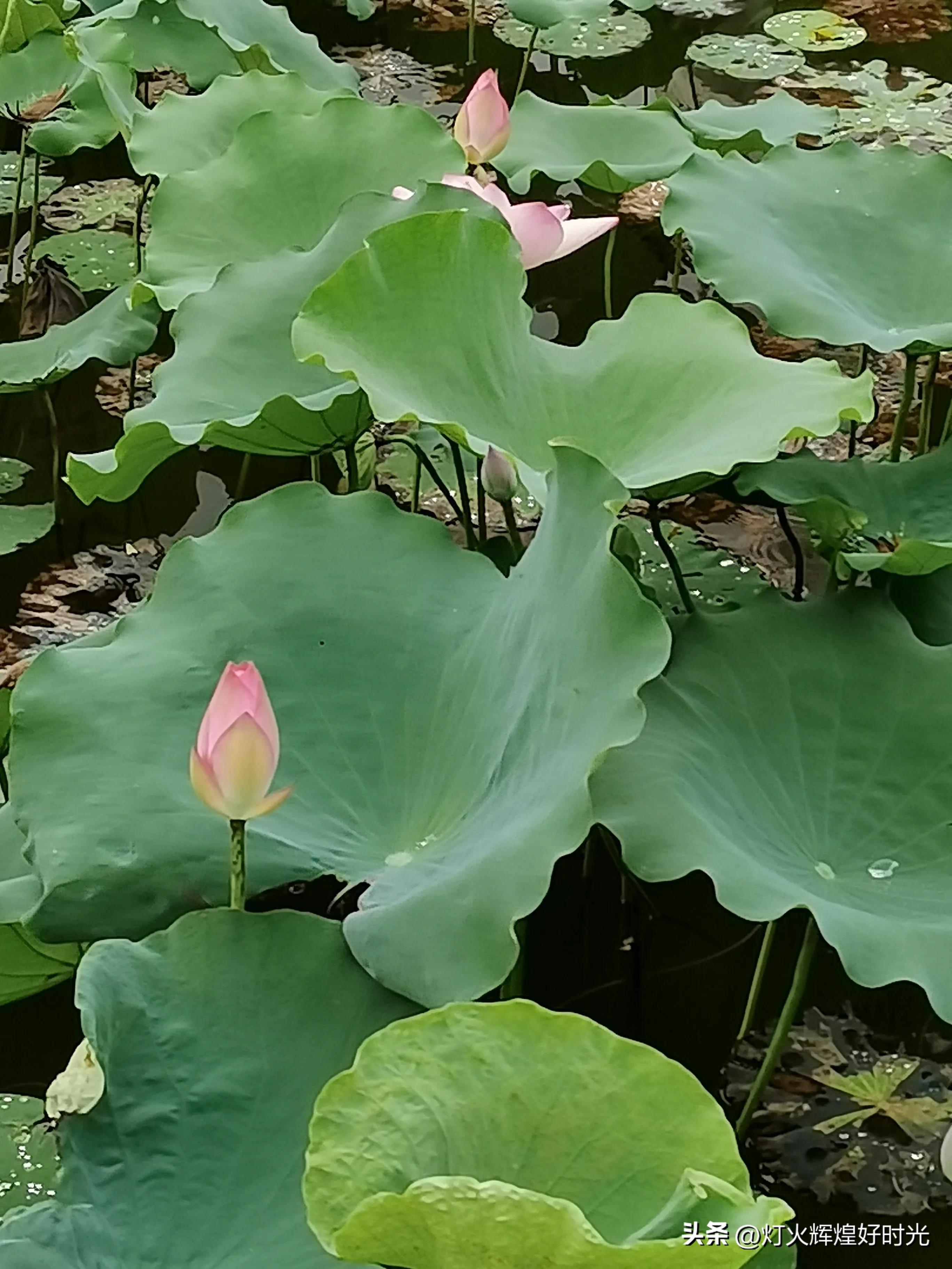 夏日掠影,雨天花开,人见人爱