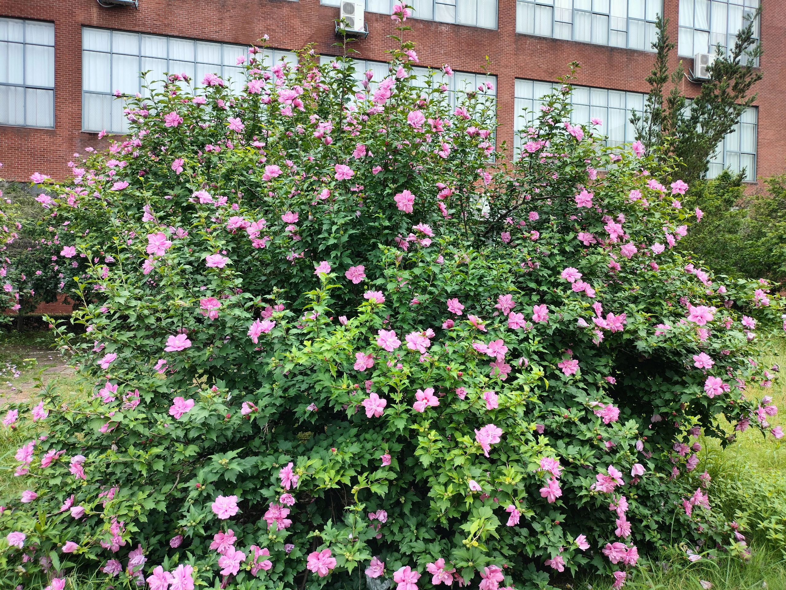 老人适合养什么花比较好,适合老年人养的花排行榜